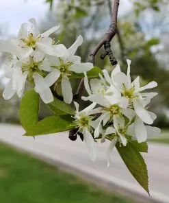 Fast Growing Trees See All Fruit Trees Spring Glory® Serviceberry Tree 12 Fast Growing Trees See All Fruit Trees Spring Glory® Serviceberry Tree