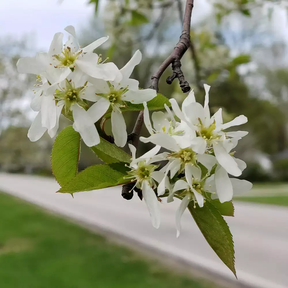 Fast Growing Trees See All Fruit Trees Spring Glory® Serviceberry Tree 7 Fast Growing Trees See All Fruit Trees Spring Glory® Serviceberry Tree