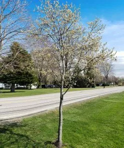 Fast Growing Trees See All Fruit Trees Spring Glory® Serviceberry Tree 10 Fast Growing Trees See All Fruit Trees Spring Glory® Serviceberry Tree