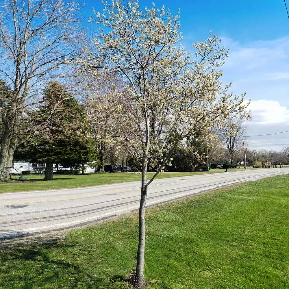 Fast Growing Trees See All Fruit Trees Spring Glory® Serviceberry Tree 5 Fast Growing Trees See All Fruit Trees Spring Glory® Serviceberry Tree