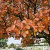 Fast Growing Trees See All Fruit Trees Spring Glory® Serviceberry Tree 2 Fast Growing Trees See All Fruit Trees Spring Glory® Serviceberry Tree