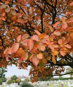 Fast Growing Trees See All Fruit Trees Spring Glory® Serviceberry Tree