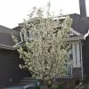 Fast Growing Trees Spring Snow Flowering Crabapple Tree Crabapple Trees