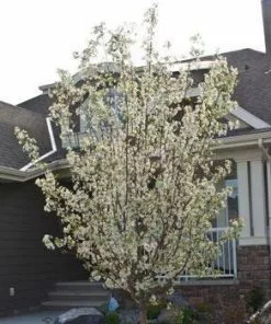 Fast Growing Trees Spring Snow Flowering Crabapple Tree Crabapple Trees