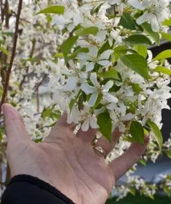 Fast Growing Trees Spring Snow Flowering Crabapple Tree Crabapple Trees 7 Fast Growing Trees Spring Snow Flowering Crabapple Tree Crabapple Trees