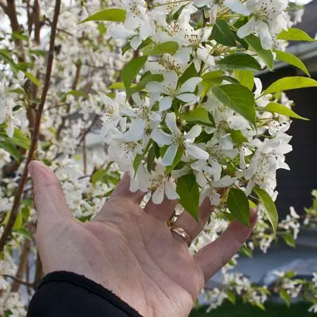 Fast Growing Trees Spring Snow Flowering Crabapple Tree Crabapple Trees 5 Fast Growing Trees Spring Snow Flowering Crabapple Tree Crabapple Trees