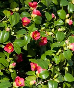 Fast Growing Trees Spring's Promise Camellia Shrub