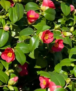 Fast Growing Trees Spring's Promise Camellia Shrub