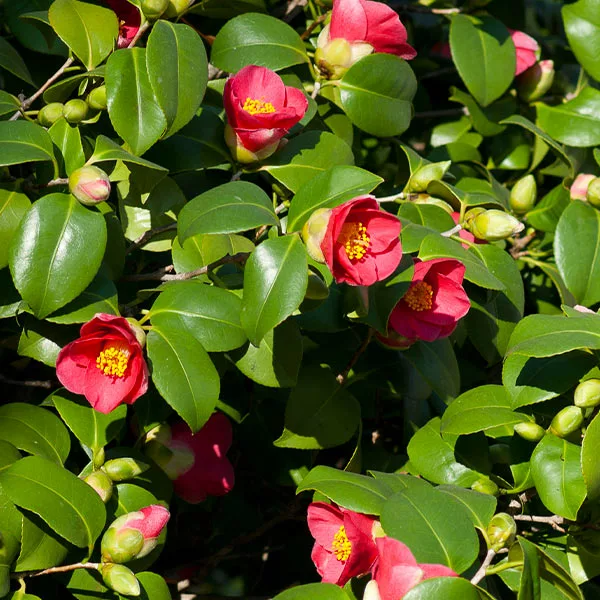 Fast Growing Trees Spring's Promise Camellia Shrub 3 Fast Growing Trees Spring's Promise Camellia Shrub