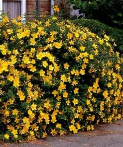 Fast Growing Trees St John's Wort Plant 9 Fast Growing Trees St John's Wort Plant