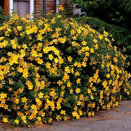 Fast Growing Trees St John's Wort Plant 5 Fast Growing Trees St John's Wort Plant