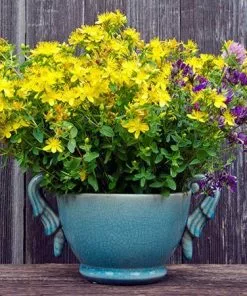 Fast Growing Trees St John's Wort Plant 10 Fast Growing Trees St John's Wort Plant