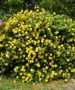 Fast Growing Trees St John's Wort Plant
