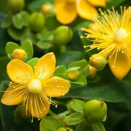 Fast Growing Trees St John's Wort Plant 7 Fast Growing Trees St John's Wort Plant
