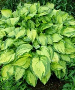 Fast Growing Trees See All Shrubs & Hedges Stained Glass Hosta Plant 9 Fast Growing Trees See All Shrubs & Hedges Stained Glass Hosta Plant