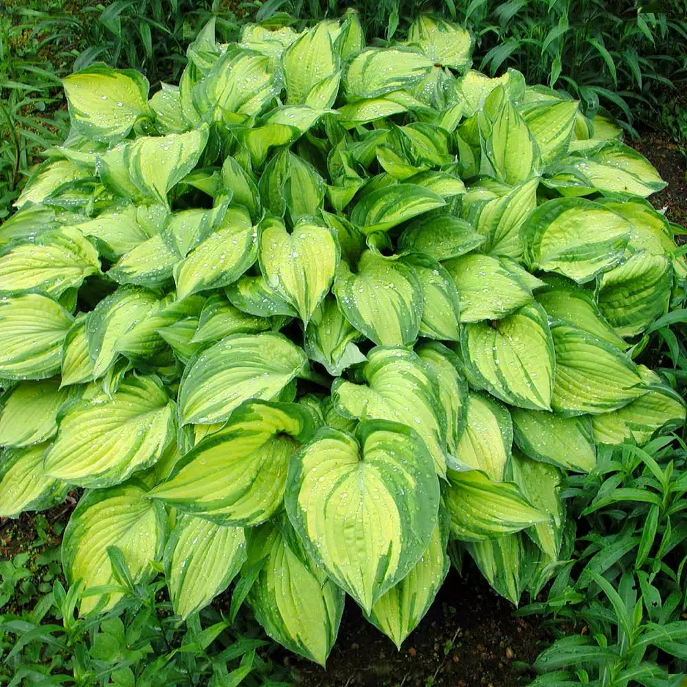 Fast Growing Trees See All Shrubs & Hedges Stained Glass Hosta Plant 5 Fast Growing Trees See All Shrubs & Hedges Stained Glass Hosta Plant