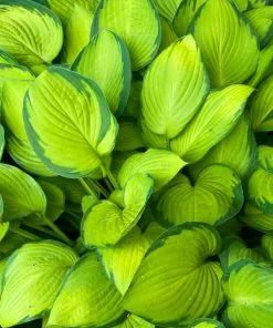 Fast Growing Trees See All Shrubs & Hedges Stained Glass Hosta Plant