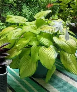 Fast Growing Trees See All Shrubs & Hedges Stained Glass Hosta Plant 10 Fast Growing Trees See All Shrubs & Hedges Stained Glass Hosta Plant