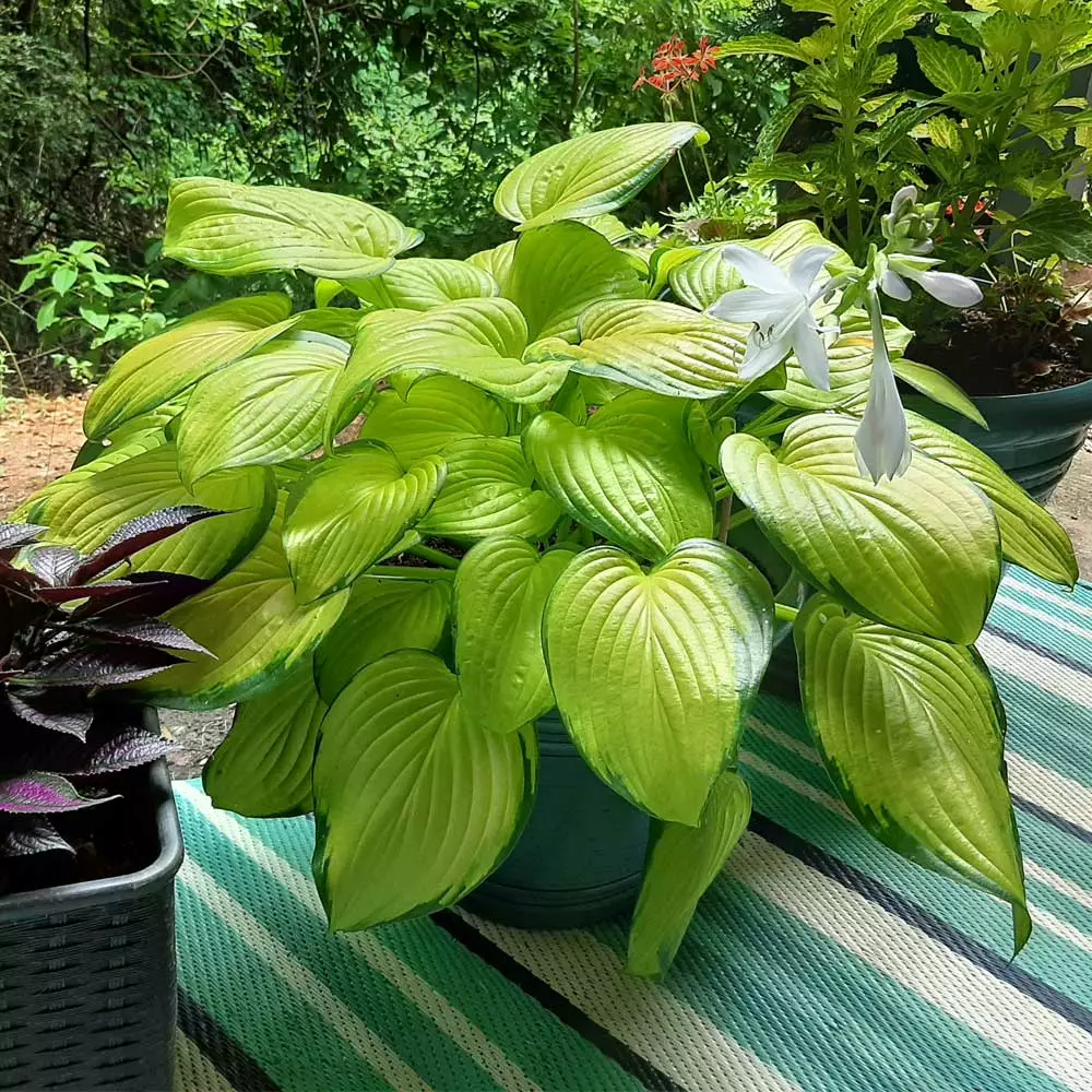 Fast Growing Trees See All Shrubs & Hedges Stained Glass Hosta Plant 6 Fast Growing Trees See All Shrubs & Hedges Stained Glass Hosta Plant