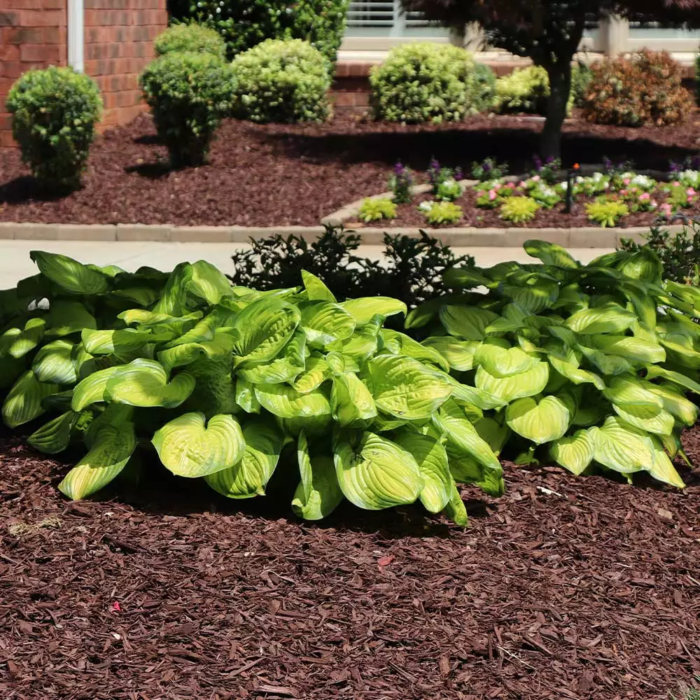 Fast Growing Trees See All Shrubs & Hedges Stained Glass Hosta Plant 7 Fast Growing Trees See All Shrubs & Hedges Stained Glass Hosta Plant
