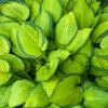 Fast Growing Trees See All Shrubs & Hedges Stained Glass Hosta Plant 1 Fast Growing Trees See All Shrubs & Hedges Stained Glass Hosta Plant