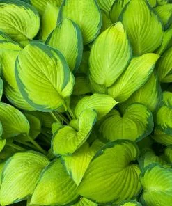 Fast Growing Trees See All Shrubs & Hedges Stained Glass Hosta Plant