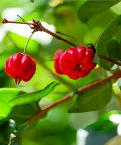 Fast Growing Trees Star Cherry Tree (Pitanga) Cherry Trees 10 Fast Growing Trees Star Cherry Tree (Pitanga) Cherry Trees
