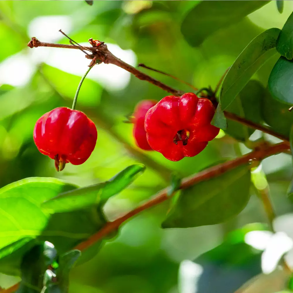 Fast Growing Trees Star Cherry Tree (Pitanga) Cherry Trees 5 Fast Growing Trees Star Cherry Tree (Pitanga) Cherry Trees