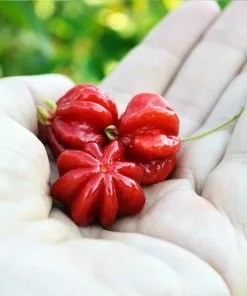 Fast Growing Trees Star Cherry Tree (Pitanga) Cherry Trees 13 Fast Growing Trees Star Cherry Tree (Pitanga) Cherry Trees