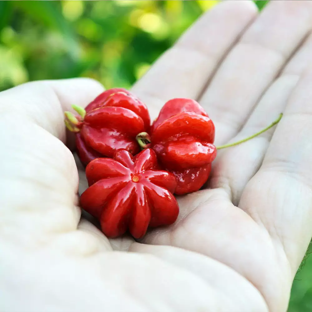 Fast Growing Trees Star Cherry Tree (Pitanga) Cherry Trees 8 Fast Growing Trees Star Cherry Tree (Pitanga) Cherry Trees