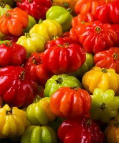 Fast Growing Trees Star Cherry Tree (Pitanga) Cherry Trees 12 Fast Growing Trees Star Cherry Tree (Pitanga) Cherry Trees