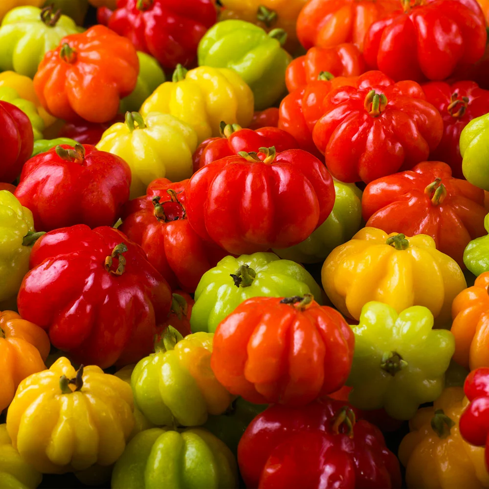 Fast Growing Trees Star Cherry Tree (Pitanga) Cherry Trees 7 Fast Growing Trees Star Cherry Tree (Pitanga) Cherry Trees