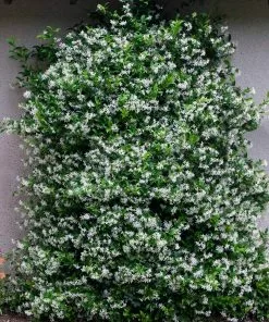 Fast Growing Trees Star Jasmine 7 Fast Growing Trees Star Jasmine
