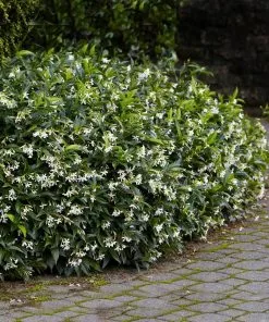 Fast Growing Trees Star Jasmine 9 Fast Growing Trees Star Jasmine