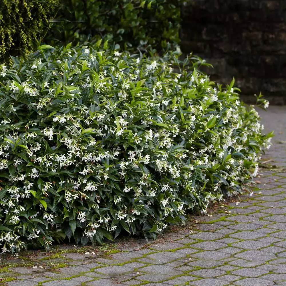 Fast Growing Trees Star Jasmine 6 Fast Growing Trees Star Jasmine