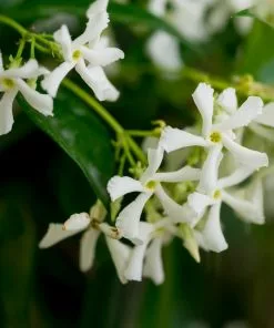 Fast Growing Trees Star Jasmine 8 Fast Growing Trees Star Jasmine