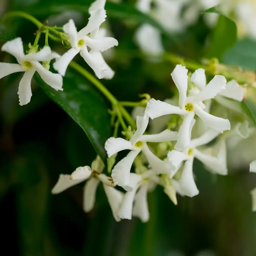 Fast Growing Trees Star Jasmine 5 Fast Growing Trees Star Jasmine
