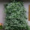 Fast Growing Trees Star Jasmine 2 Fast Growing Trees Star Jasmine