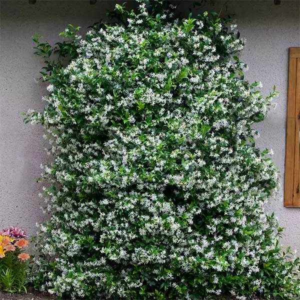 Fast Growing Trees Star Jasmine 3 Fast Growing Trees Star Jasmine