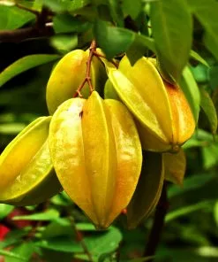 Fast Growing Trees Starfruit 'Carambola' Tree