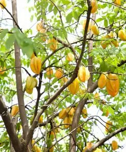 Fast Growing Trees Starfruit 'Carambola' Tree 10 Fast Growing Trees Starfruit 'Carambola' Tree