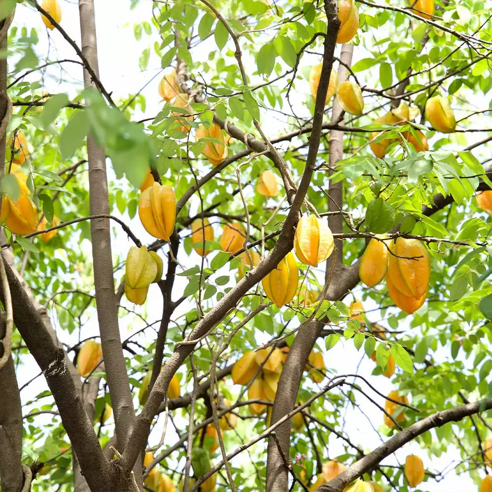 Fast Growing Trees Starfruit 'Carambola' Tree 6 Fast Growing Trees Starfruit 'Carambola' Tree