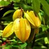 Fast Growing Trees Starfruit 'Carambola' Tree 2 Fast Growing Trees Starfruit 'Carambola' Tree