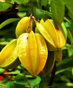 Fast Growing Trees Starfruit 'Carambola' Tree