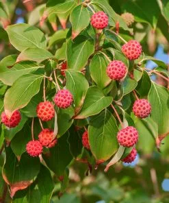 Fast Growing Trees Starlight Flowering Dogwood Tree Dogwood Trees 11 Fast Growing Trees Starlight Flowering Dogwood Tree Dogwood Trees