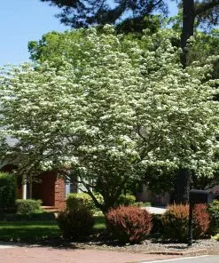 Fast Growing Trees Starlight Flowering Dogwood Tree Dogwood Trees 9 Fast Growing Trees Starlight Flowering Dogwood Tree Dogwood Trees