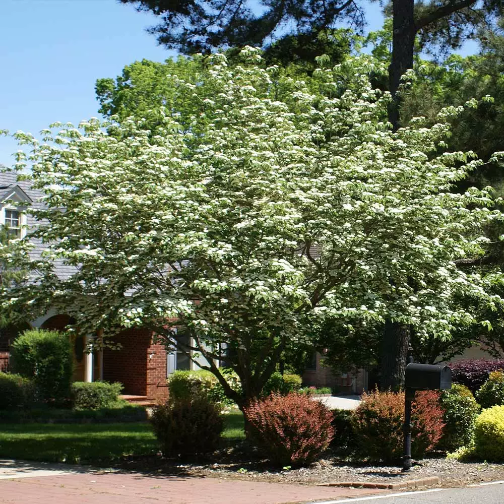 Fast Growing Trees Starlight Flowering Dogwood Tree Dogwood Trees 5 Fast Growing Trees Starlight Flowering Dogwood Tree Dogwood Trees