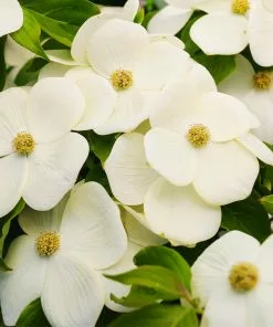 Fast Growing Trees Starlight Flowering Dogwood Tree Dogwood Trees