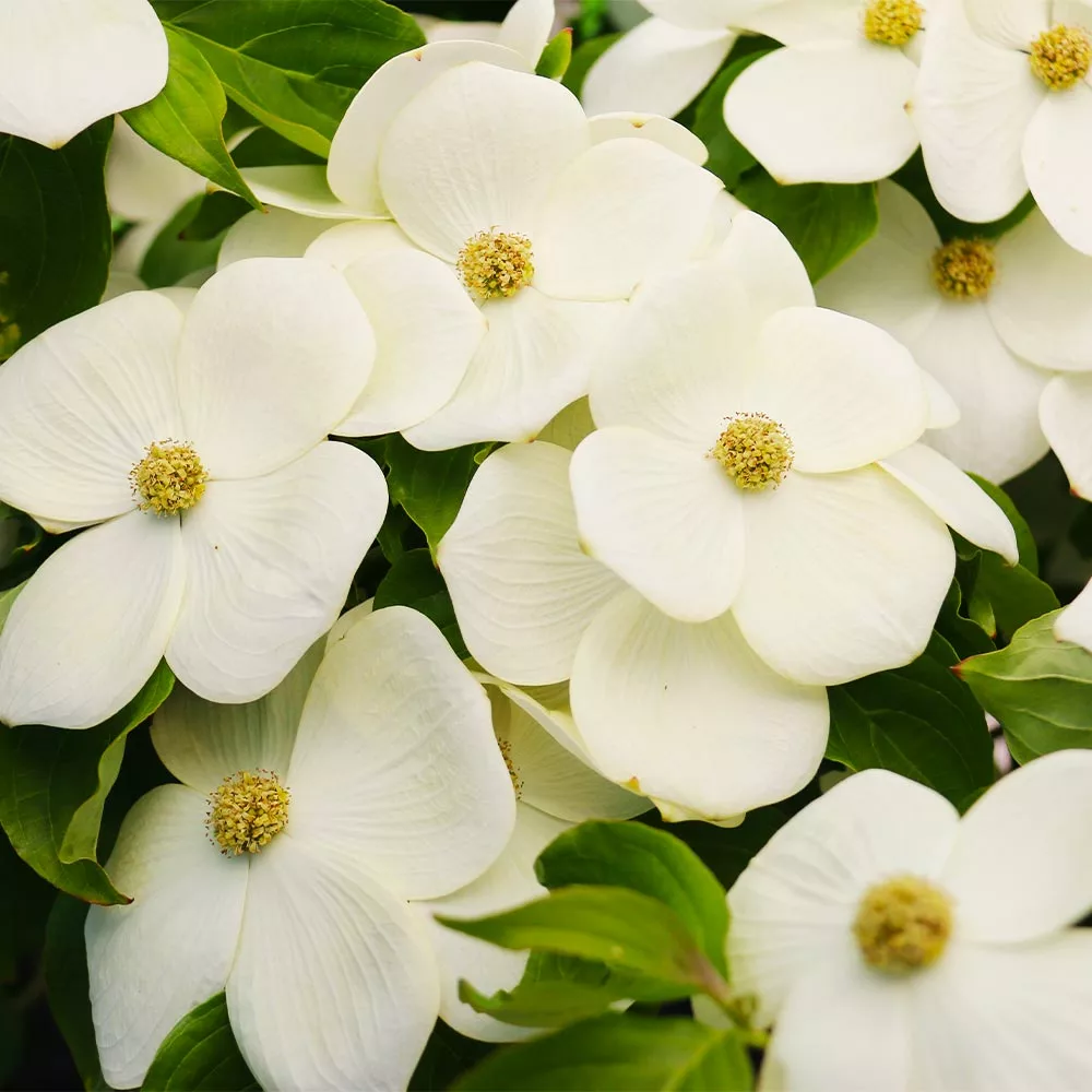 Fast Growing Trees Starlight Flowering Dogwood Tree Dogwood Trees 3 Fast Growing Trees Starlight Flowering Dogwood Tree Dogwood Trees