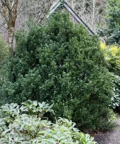 Fast Growing Trees Steeds Japanese Holly Shrub 9 Fast Growing Trees Steeds Japanese Holly Shrub